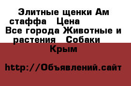 Элитные щенки Ам.стаффа › Цена ­ 25 000 - Все города Животные и растения » Собаки   . Крым